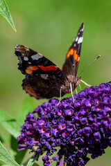 Red Admiral, Vanessa atalanta, butterflies on Buddleja flower or butterfly bush. High quality photo