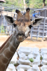 Close up Giraffe's Face 
