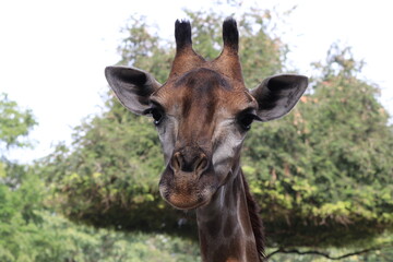 Close up Giraffe's Face 