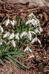 Snowdrop (Galanthus nivalis) in garden, Central Russia