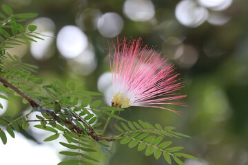 Close up Pink Red Powder Puff flower