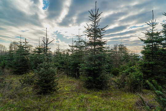 Weihnachtsbaumplantage