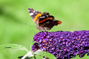 Red Admiral, Vanessa atalanta, butterflies on Buddleja flower or butterfly bush. High quality photo