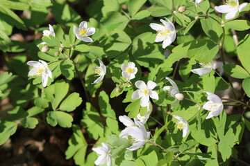 White windy anemone blooms in the spring forest