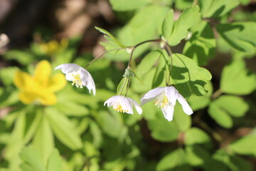 White windy anemone blooms in the spring forest