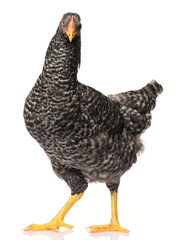 one black chicken isolated on white background, studio shoot