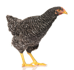 one black chicken isolated on white background, studio shoot