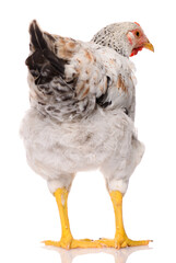 back side of one white chicken isolated on white background, studio shoot