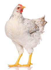 one white chicken isolated on white background, studio shoot
