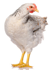 one white chicken isolated on white background, studio shoot