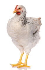 one white chicken isolated on white background, studio shoot