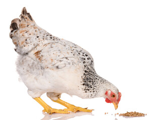 one white chicken pecking grains, isolated on white background, studio shoot - obrazy, fototapety, plakaty