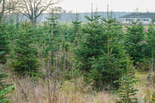 Weihnachtsb&auml;ume im Wald
