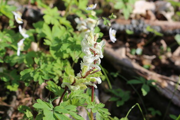 White Corydalis flower bloomed in spring forest