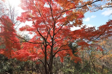 奥琵琶湖パークウェイ　紅葉