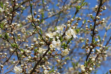 White flowers bloom on the branches of the cherry tree in early spring on a sunny day against a blue sky
