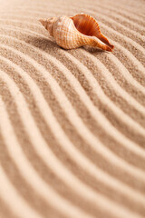 Seashell on the yellow sand on a sunny day. Natural background with place for your text.