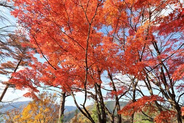 奥琵琶湖パークウェイ　紅葉