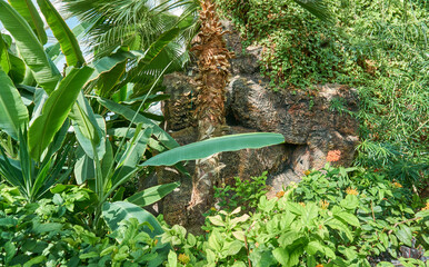 Beautiful tropical rainforest background