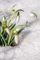 Snowdrop (Galanthus nivalis) in garden, Central Russia