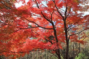 奥琵琶湖パークウェイ　紅葉