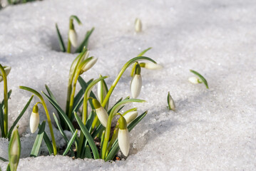 Snowdrop (Galanthus nivalis) in garden, Central Russia