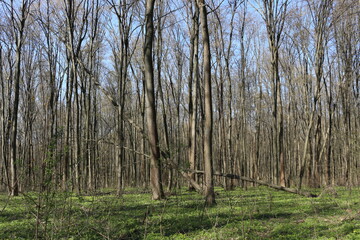 
The forest wakes up in the spring. The grass and trees have turned green