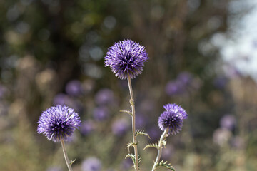 Blue flowers with thorns bloom in summer in the Crimean steppe