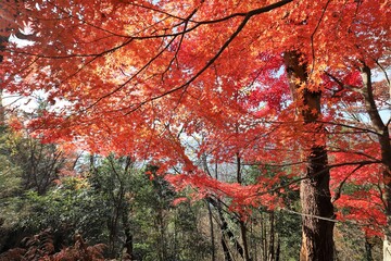 Obraz premium 奥琵琶湖パークウェイ 紅葉