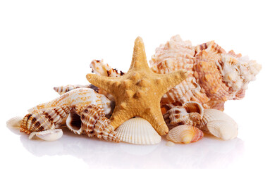 Pile of different seashells isolated on white background.