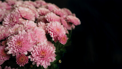close to a lot of pink chrysanthemum buds in a bouquet on a black background . pink autumn flowers