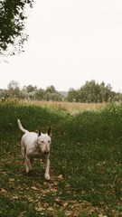 A dog in Nikola Lenivets