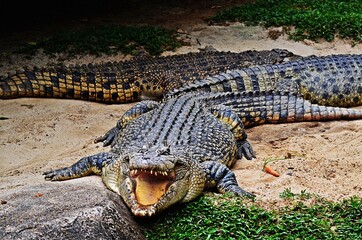 crocodile in the zoo
