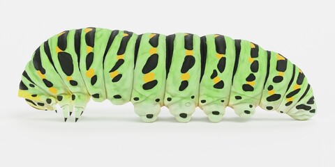 Realistic 3D Render of Old World Caterpillar