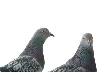 portrait of pigeons isolated on white background