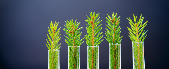 Preserving trees on the planet, growing trees after deforestation. Ecology and forest save concept.
