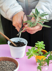 Gardener cut a sprig of sage. Cutting is a technique to reproduce many species of plants.


