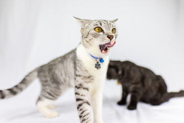 Two young cats sit on a white background. A black and a gray kitten sit next to each other. The little grey cat licks its snout while the black cat observing in the back. two felines with yellow eyes
