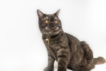 Black adorable kitten on white background looks curiously around. Little black kitten with round yellow eyes. Close up portrait of a young felines 