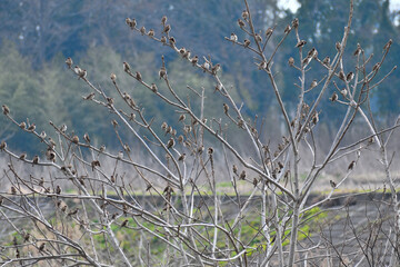 木にとまる無数のスズメ