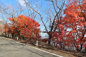奥琵琶湖パークウェイ　紅葉