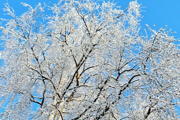 Winter birch covered with snow and frost