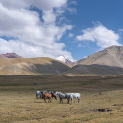 Horses in Sary Tash valley, Kyrgyzstan with snow-capped Trans Alay mountain range background along...