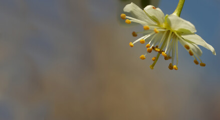 Schlehdornblüte - Prunus spinosa
