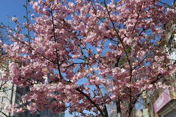 Fototapeta premium Many pink flowers bloomed on the sakura tree in the garden in the spring
