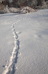Footprints in a heavy February snowfall on the land around the Yorkshire Dales smallholding