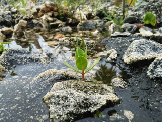 GRESIK CITY, EAST JAVA, INDONESIAN COUNTRY - December 10th, 2020: This photo was taken at noon, This is a photo of the rocks and wild plants in the water, and the water here is quite clear.