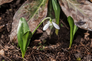 Подснежник широколистный (Galanthus platyphyllus) Galanthus platyphyllus