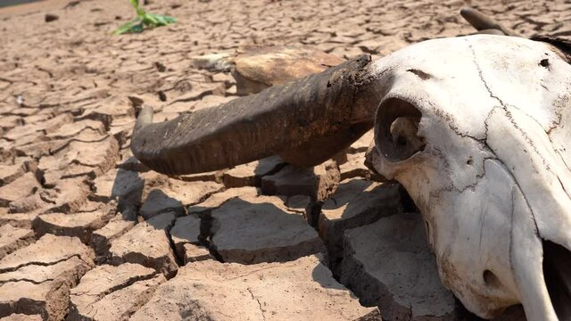 Skull on cracked ground in nature, hills or mountain and lake background, dead and hot climate nature, drought cattle on broken surface mud ground, global warming environment high heat summer