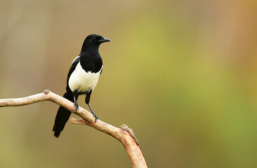 Magpie bird on the branch ( Pica pica )